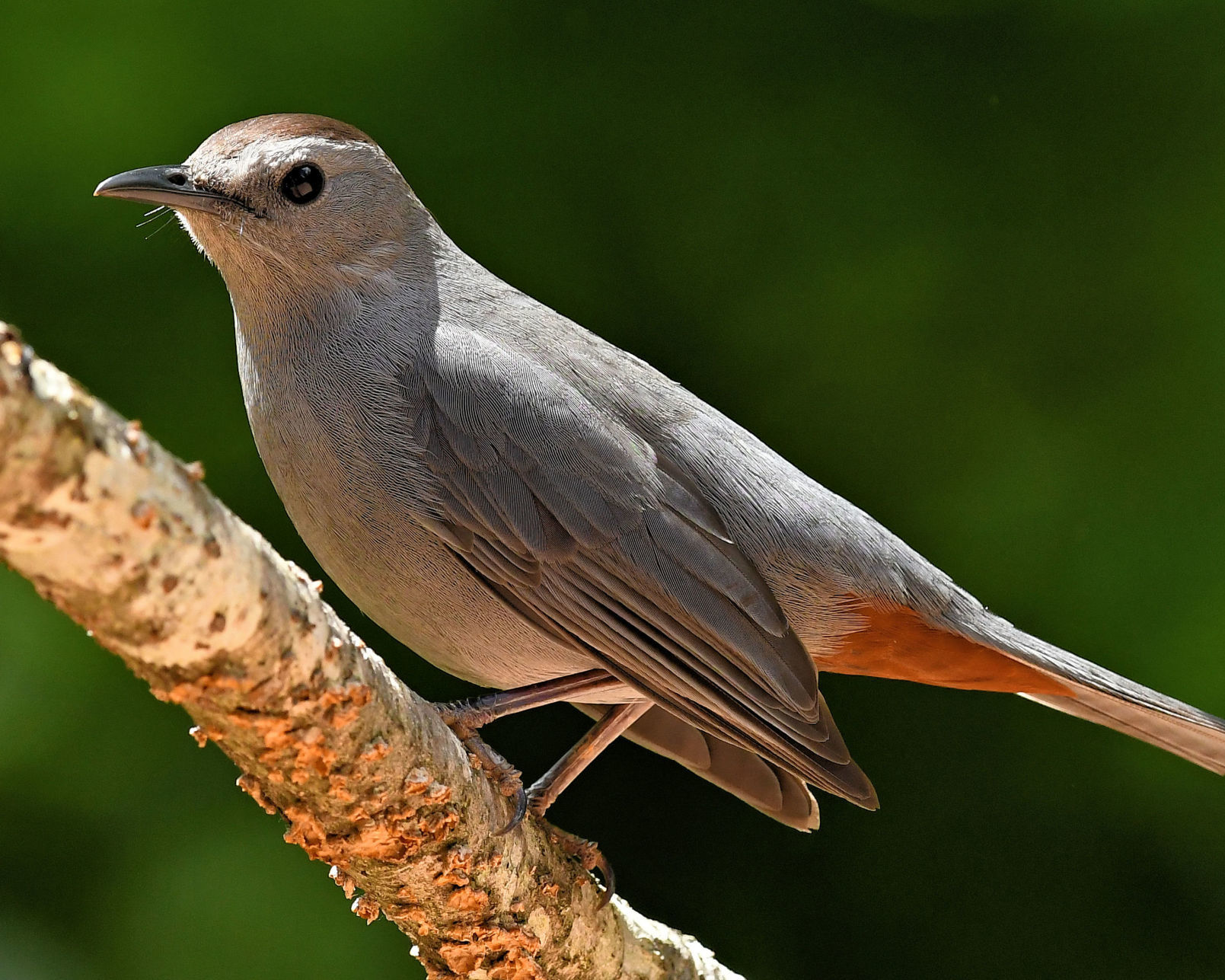 Gray catbird